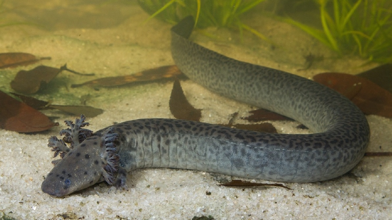A reticulated siren from northwestern Florida (Okaloosa County)